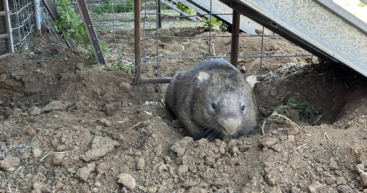 Rare sighting of wombats in Hay