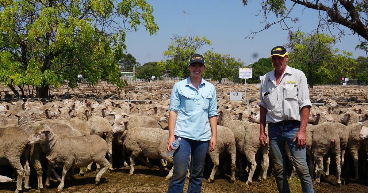 Repeat buyers pivotal at West Wyalong annual sheep sale