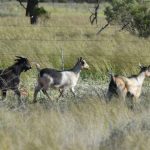 Tickets on sale to Australia's only regional ag tech event