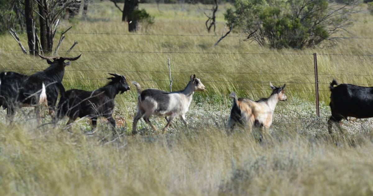 Rangeland goats are not an invasive species and provide bush income | The Land