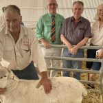 Return buyers underpin success at Annalara White and Ultra White Dorper sale