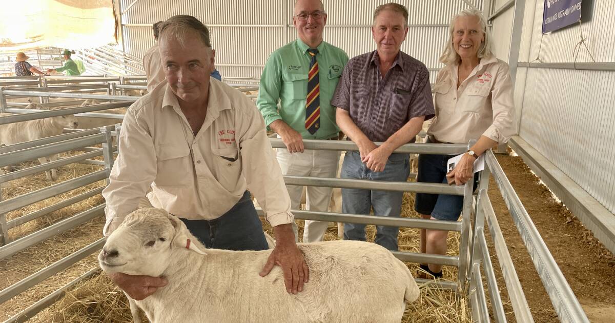 Solid demand at The Cliffs inaugural SheepMaster and Australian Whites sale