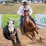 Conrayn Stud sells $16,000 top-price ram at Armidale sale | The Land