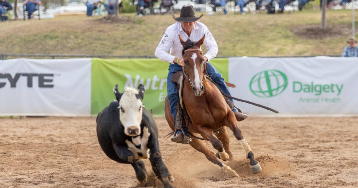 Hard Currency wins Nutrien Classic Campdraft | Queensland Country Life