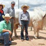 Stanthorpe show beef cattle competition: a family affair