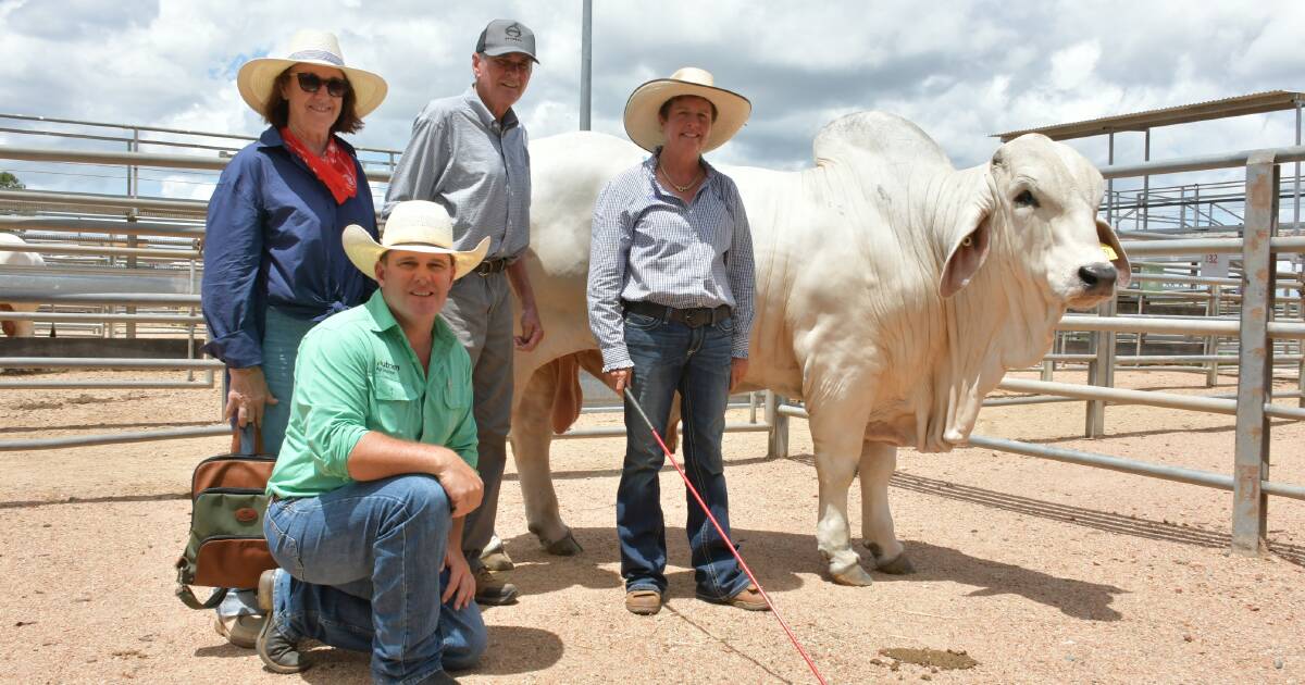 McCamley’s Palmal bull tops Big Country day two | North Queensland Register