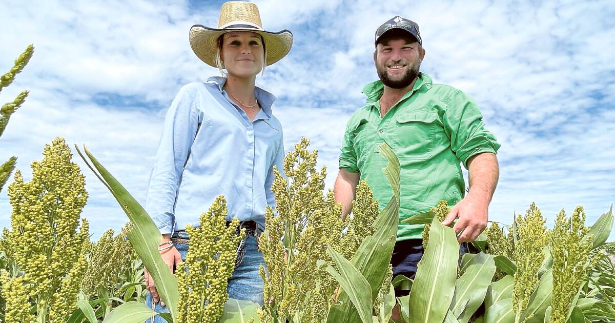 A season for sorghum on the black soil plains