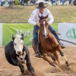 Conrayn Stud sells $16,000 top-price ram at Armidale sale | The Land