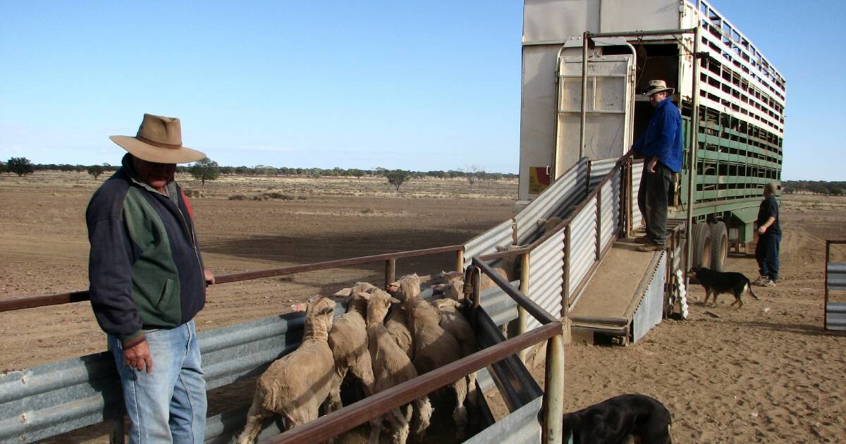 Queensland reveals $6.34M funding eID tags for sheep and goats | Queensland Country Life