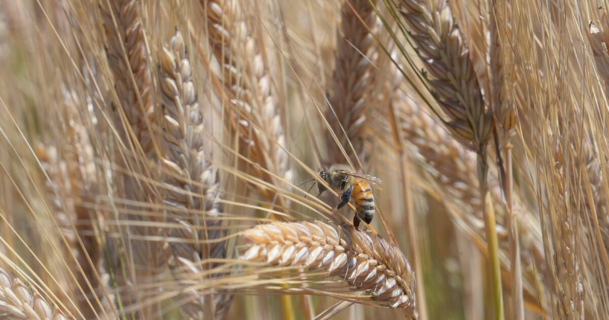 US grain report hits Australian prices