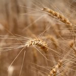 'Putting up a good fight': Grazier shares rat's tail management