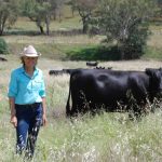 Quality steers and heifers on offer at Malanda