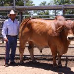 Weaner steers were in demand at South West sale