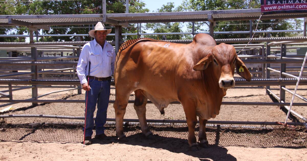 Big Country Brahman Sale 2024 | North Queensland Register