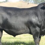 Beef Central Quiz – February 2024