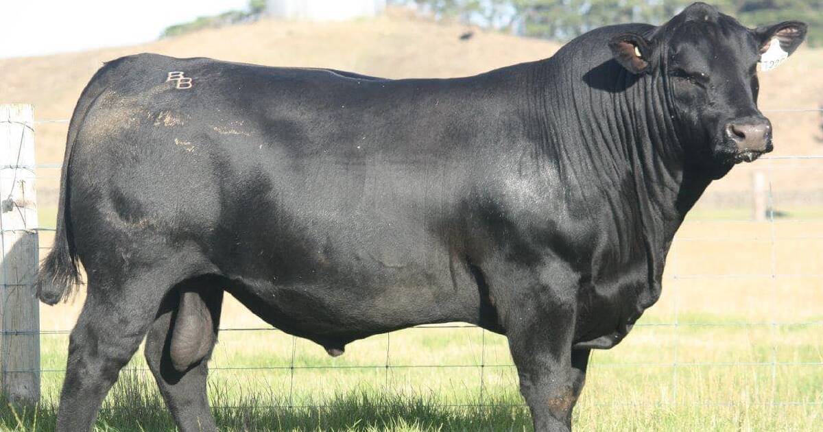 Banquet Angus just broke the record for the most-expensive Victorian bull