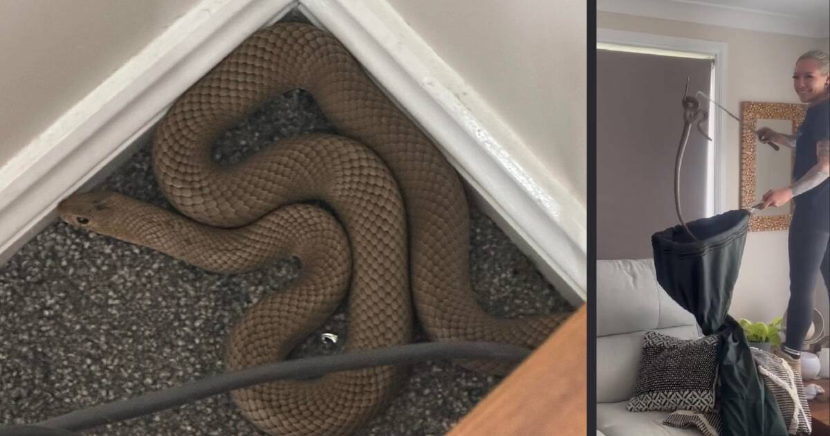 Intruder alert: sick day takes a turn, lady finds brown snake behind lounge