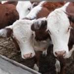 Australian hay the highest quality in years, says Feed Central