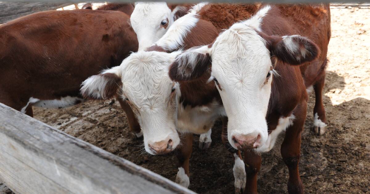 Weaner steers to $1330 at Maitland