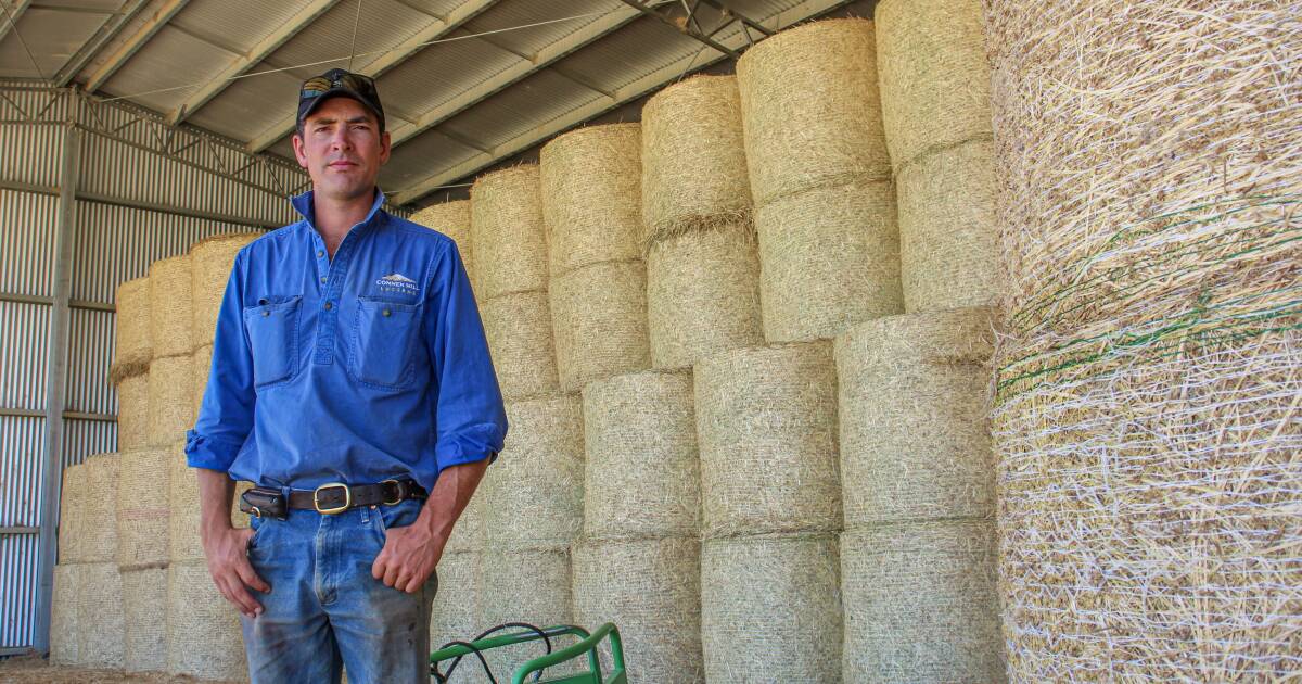 Hay sheds well worth the investment for Austin McLennan | The Land