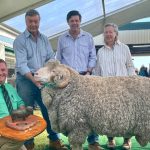 Palana Poll Dorset sell heavily into Northern Tablelands.