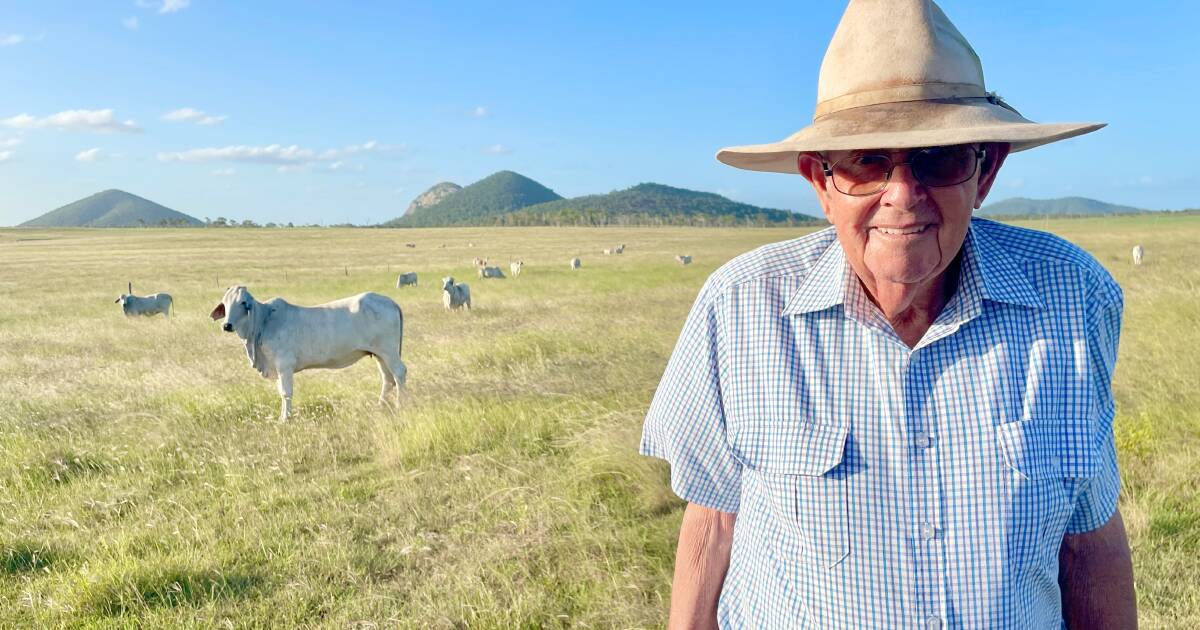 The Peffs Brahmans must have a good temperment or they’re culled | Queensland Country Life