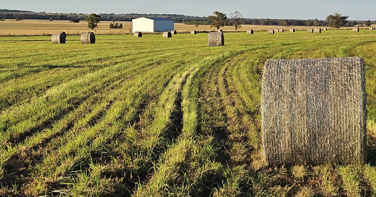 Rapid drought recovery requires top quality pastures