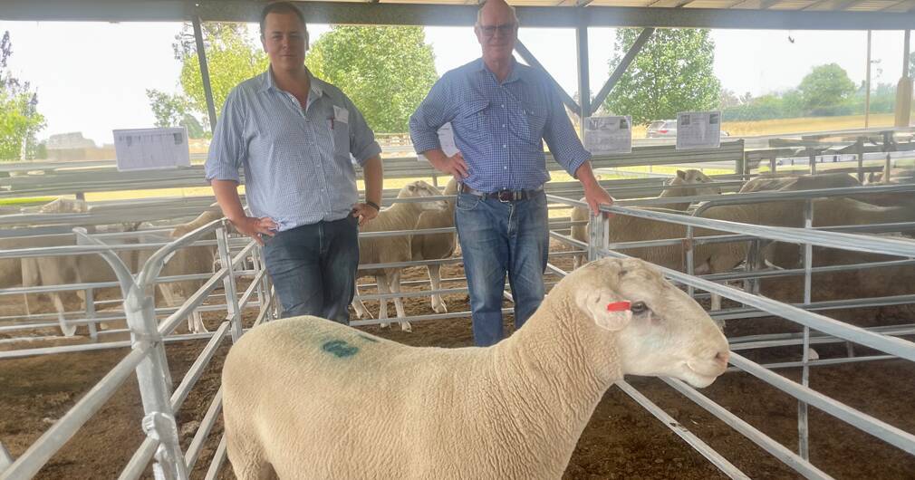 Wilson's Creek White Suffolk sale achieves a near full clearance