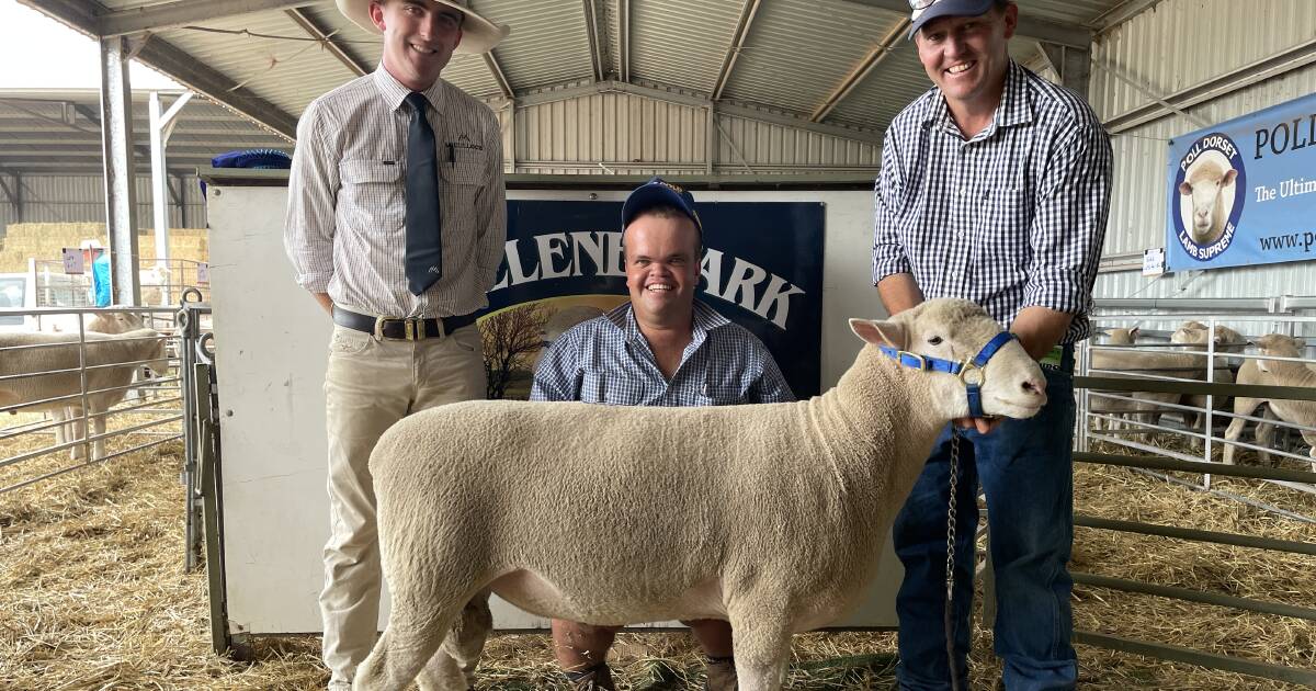 White Gold Poll Dorsets buys sale topper at Abelene Park Autumn sale