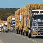 Nutrien Livestock Muchea cattle sale sees positive results | Farm Weekly