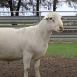 Brangus bull tops day two of February All Breeds