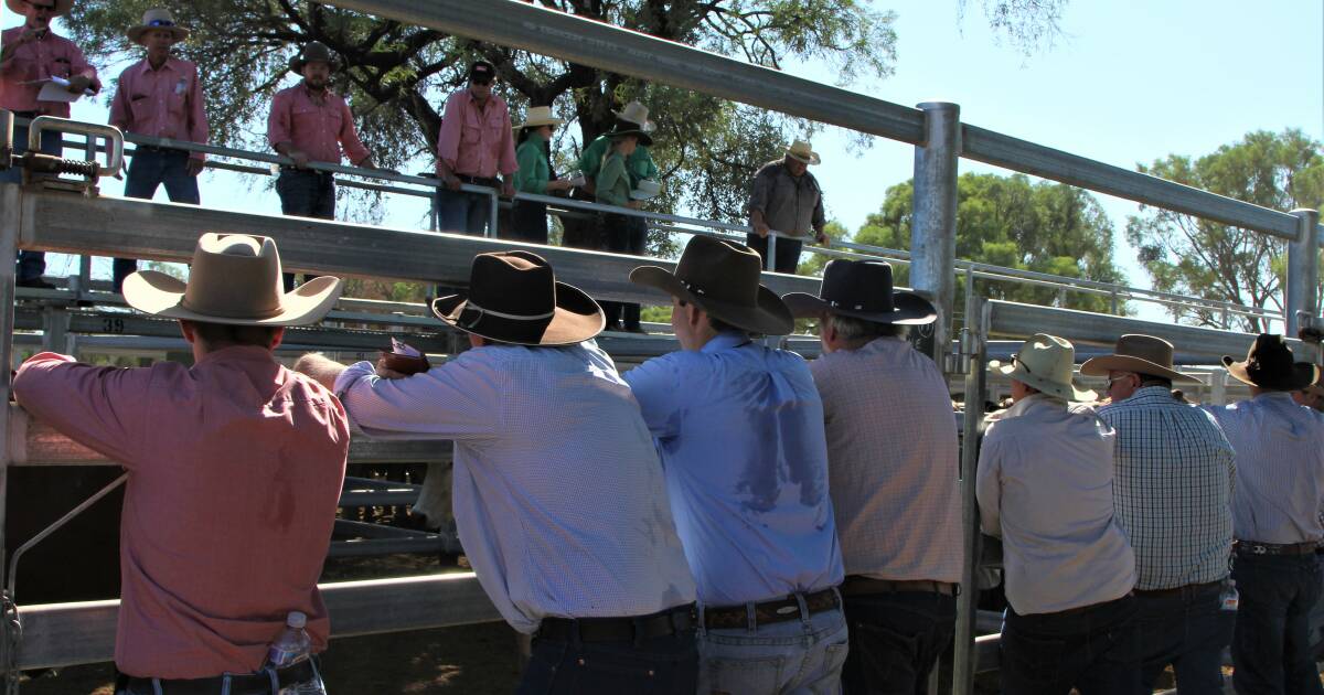 Restocker steers at Blackall make 450c/kg