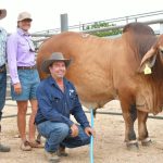 Red Brahman bulls shine at Big Country Brahman sale in Charters Towers | Queensland Country Life