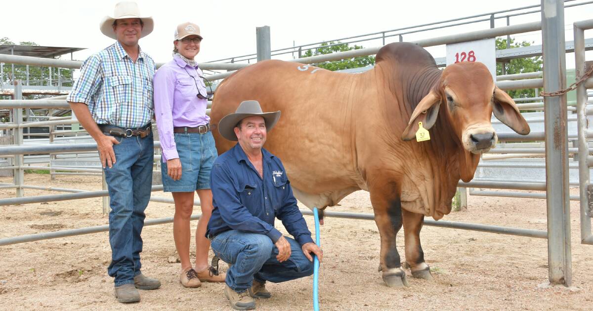 Big Country day one topped by Lancefield M Reece 7792 | North Queensland Register