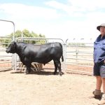 Fairlight Station offered with unknown number of cattle