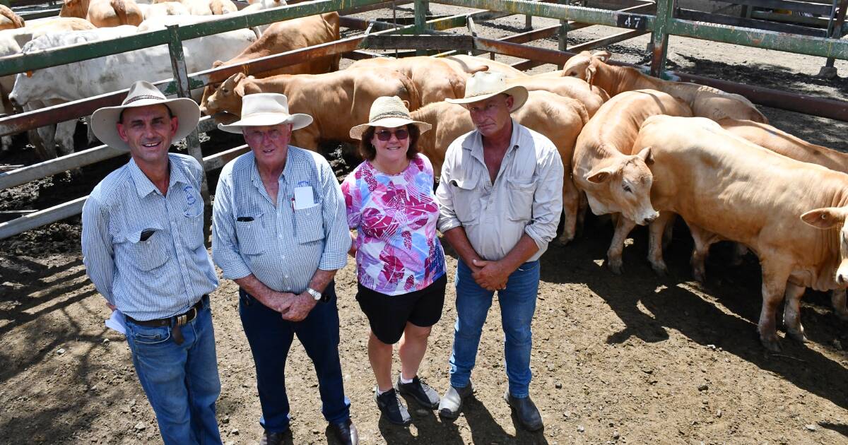 Moreton bull and female sale makes a return after dry weather postponement