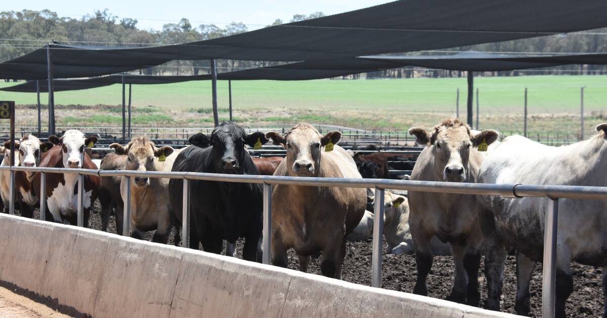 Beef Spectacular Feedback Trial 2024: Strong performance across the board