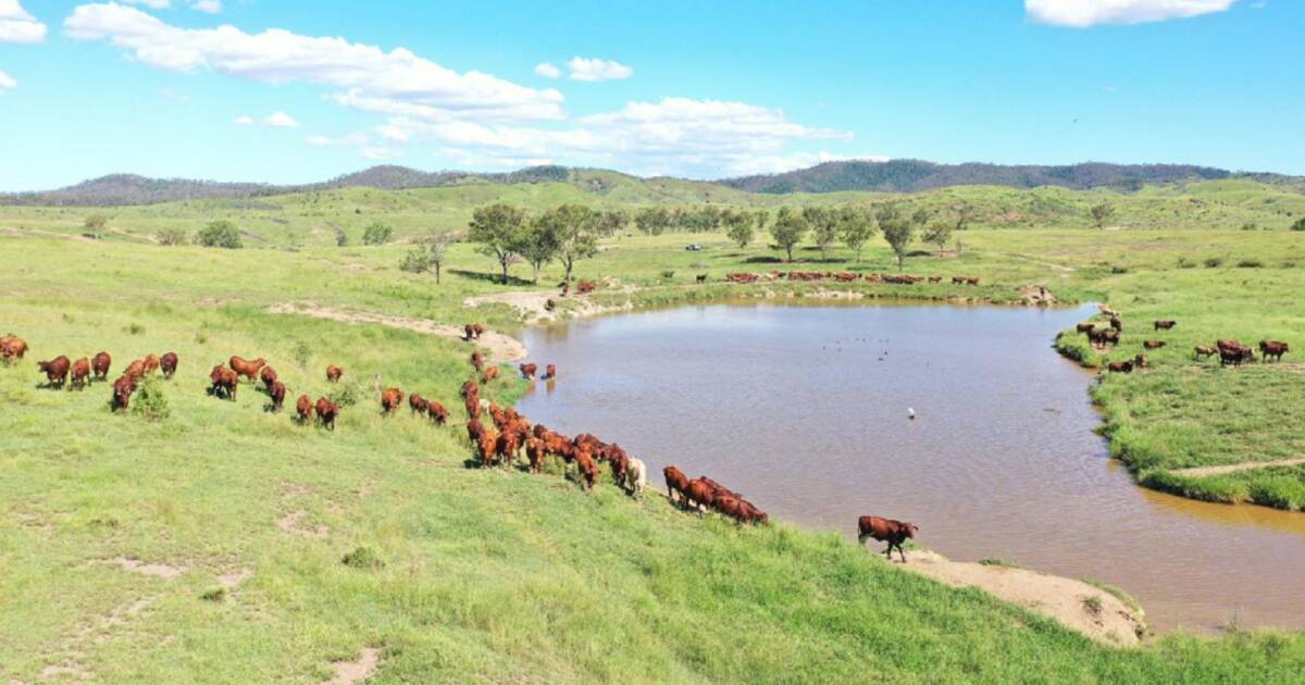 Morbank a major Central Queensland buffel grass opportunity