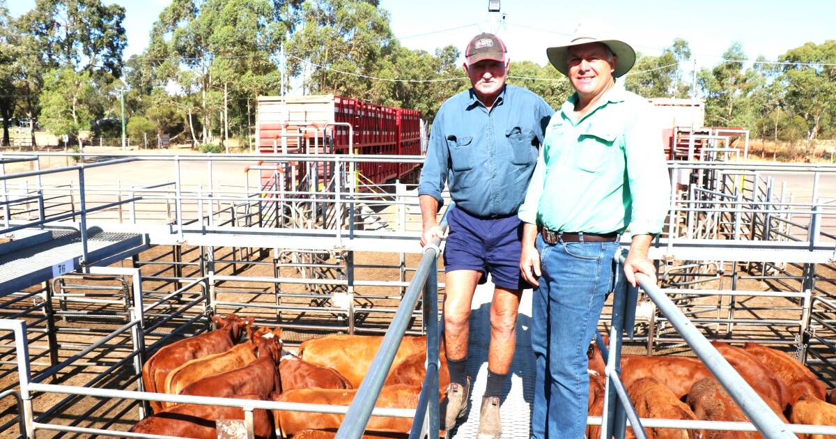 Weaner steers were in demand at South West sale