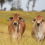 Droughtmaster and Charolais cross weaner steers make 392.2c/kg at Emerald | Queensland Country Life