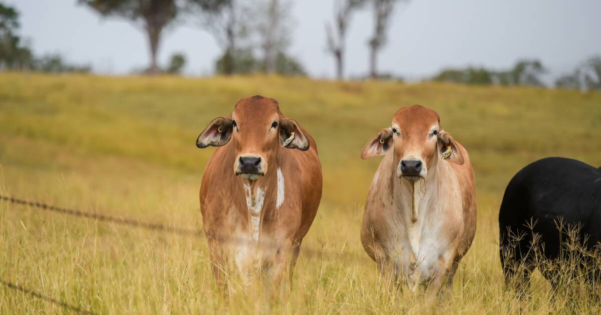 Live cattle to Indonesia to ramp up with permits out now