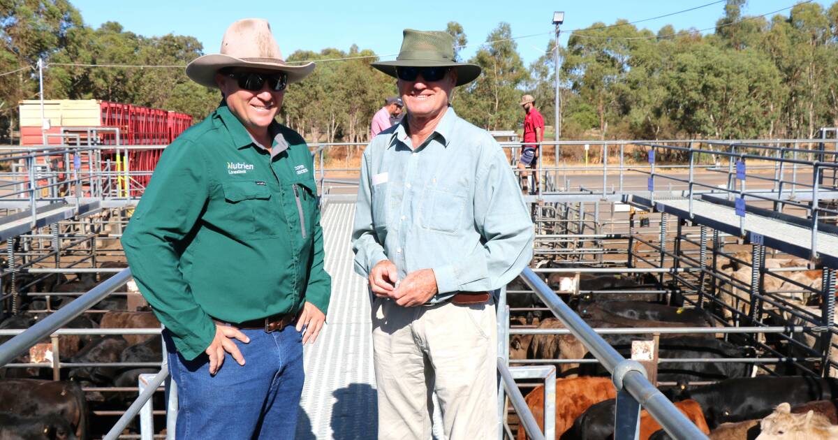 Steers make $1296 as positive trend continues