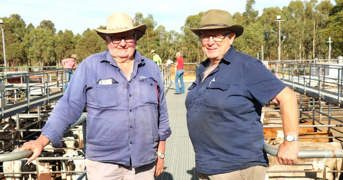 Beef steers topped the sheets at the Boyanup store cattle sale. | Farm Weekly