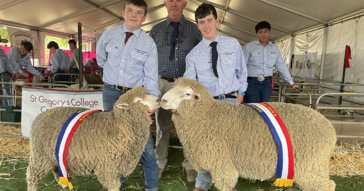 British breed sheep at 2024 Royal Canberra Show| Photos