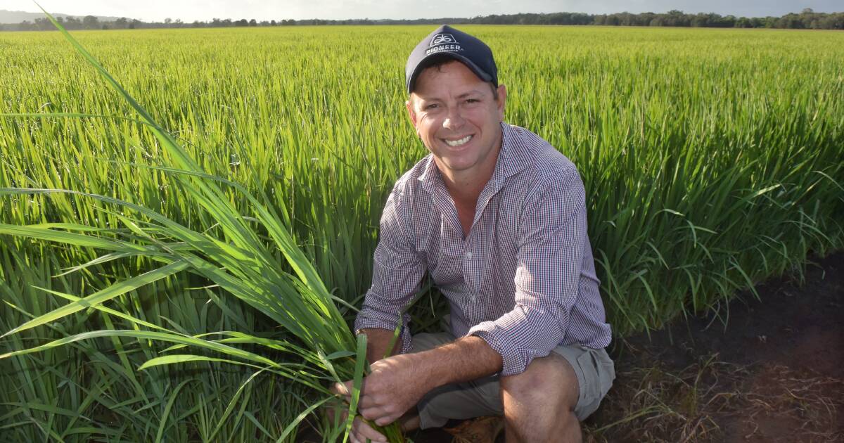 Rice blast crop resistance project in need of further funding