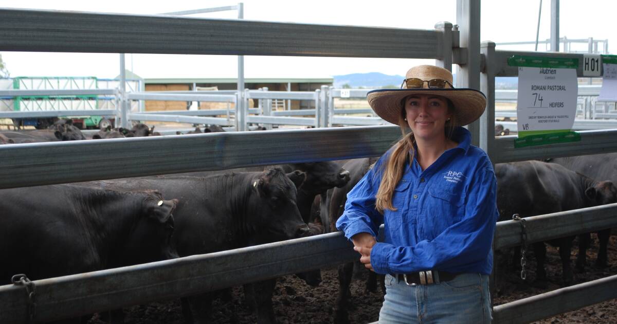 Solid prices and biggest ever yarding for Nutrien Classic cattle sale