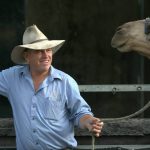 Beef steers topped the sheets at the Boyanup store cattle sale. | Farm Weekly