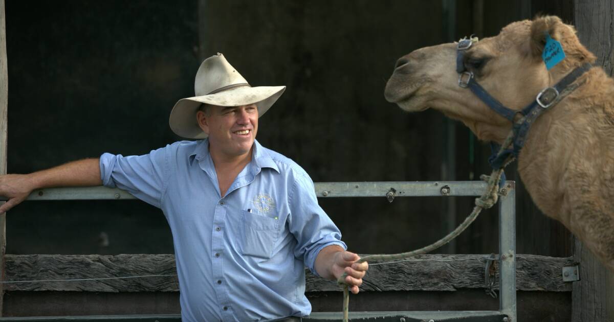 Summer Land Camels Triumph at 2024 Sydney Dairy Show | Queensland Country Life