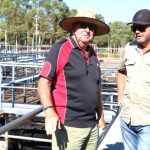 Santas are proving their worth in Atkins' feedlot operation at Taroom