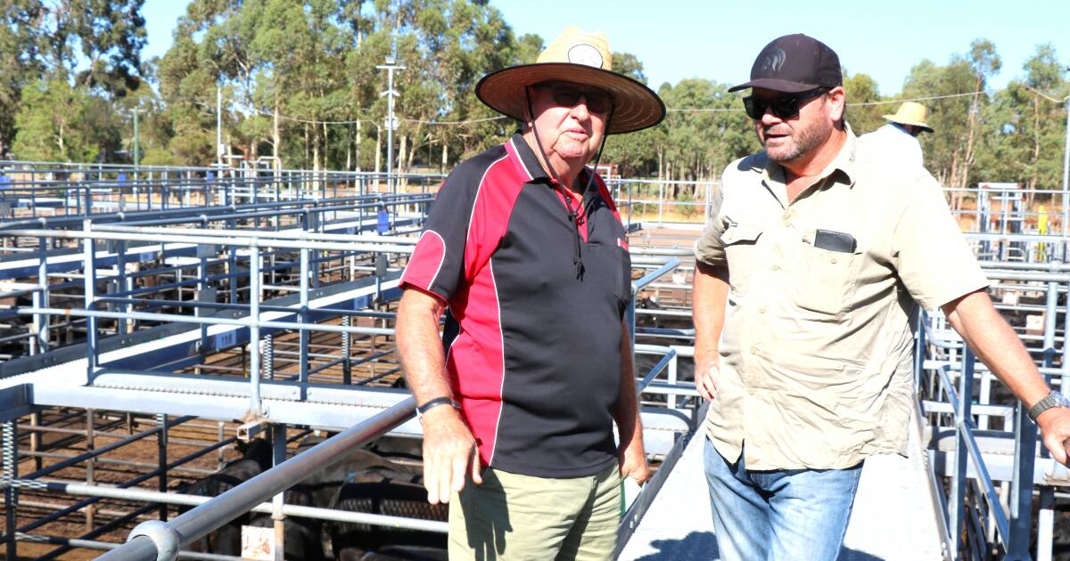 Steer calves top the selling at Boyanup weaner sale